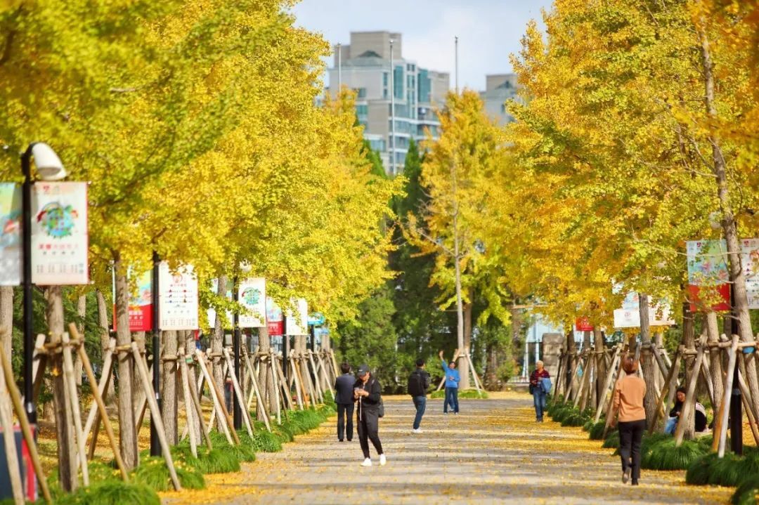 的徐家汇商业圈的徐家汇公园内,种植着70株银杏,零星散布在榉树大道