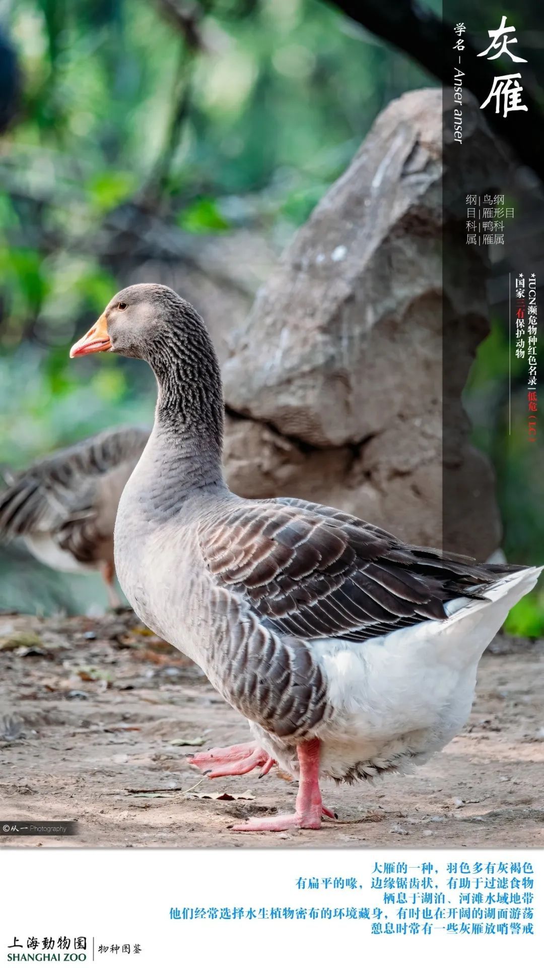 看"鸭"解压~称霸上海动物园天鹅湖的鸭子家族来了