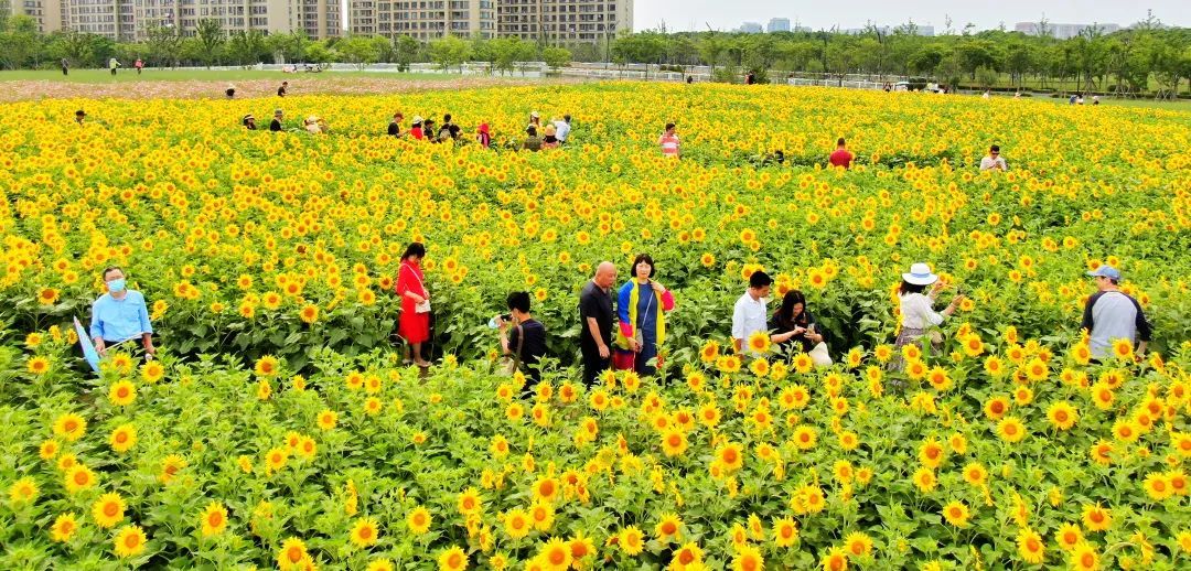 喜讯!这个街道成为奉贤区首家"上海市园林街镇!