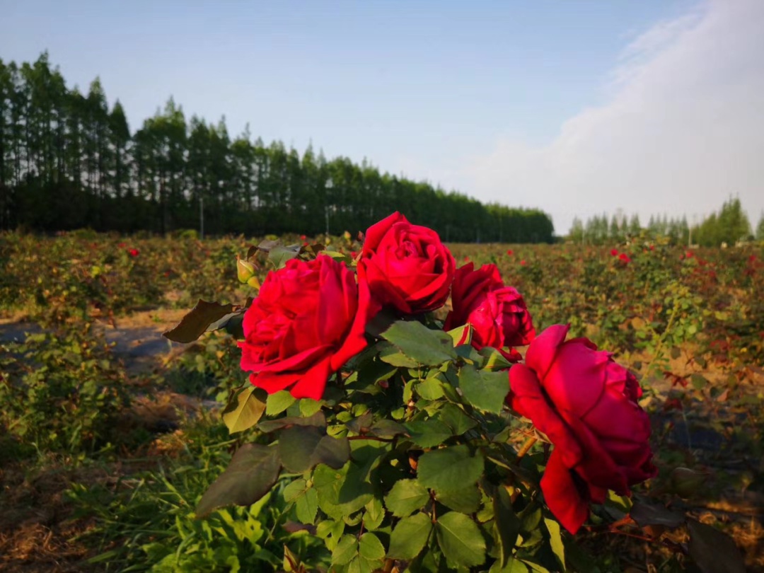 玫瑰花季来了,上海这些低调的玫瑰园你都去过吗?