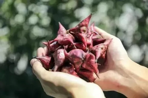 江南一带中秋节有吃菱角的习俗,因为菱角有"聪明伶俐"的寓意,每到中秋