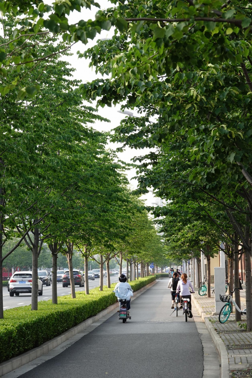 【科普】申城的行道树,为什么会选择这些品种?