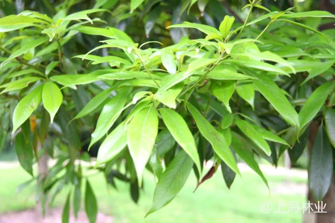 浙江楠是樟科楠属植物,是国家二级保护植物,具有耐阴性,深根性,抗风等