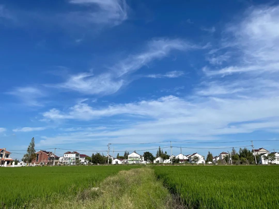 夏秋交替之际,是克莱因蓝 莫奈灰 清新绿,是奉贤的天空!