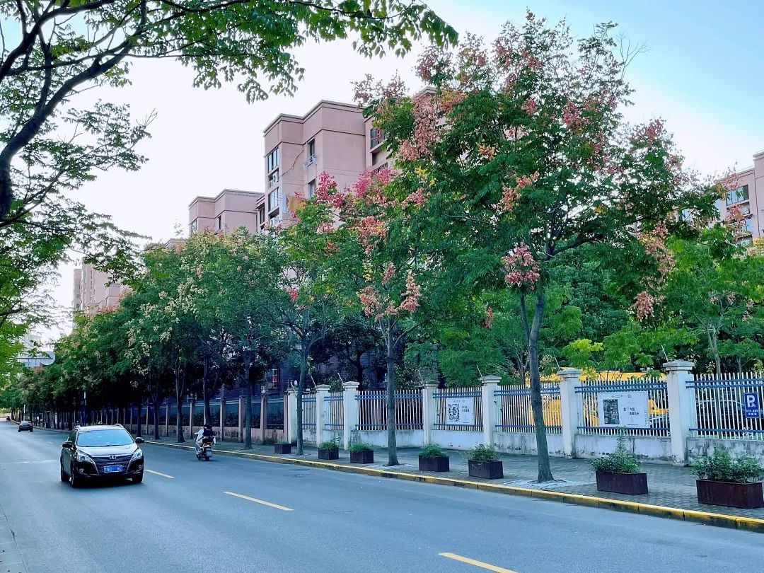 除了科苑路,碧波路,银山路上的栾树花也很值得一看,有空的市民不妨前