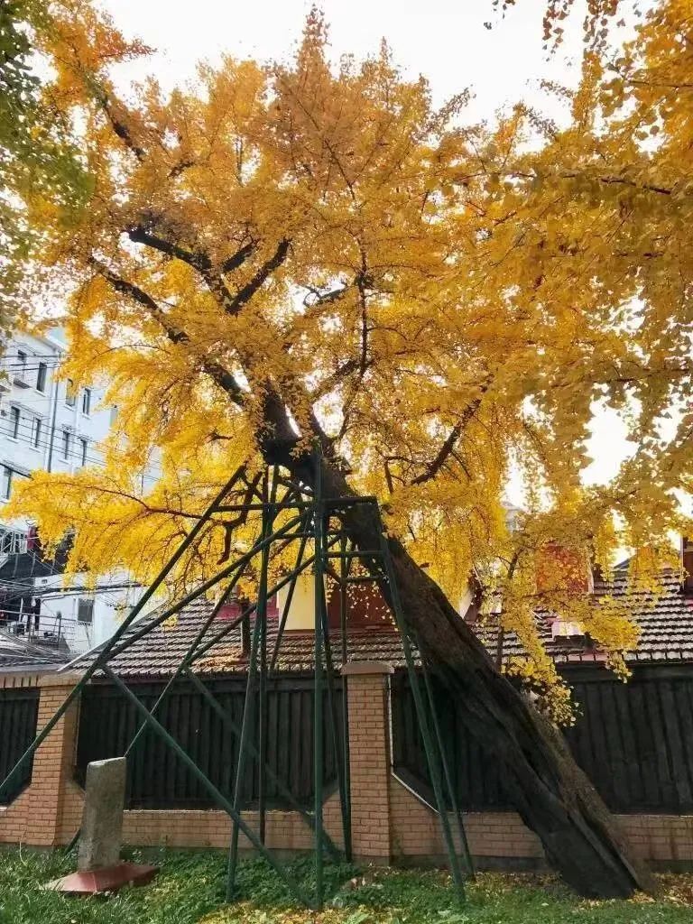 百年百树 | 永泰街银杏 上海建城的见证