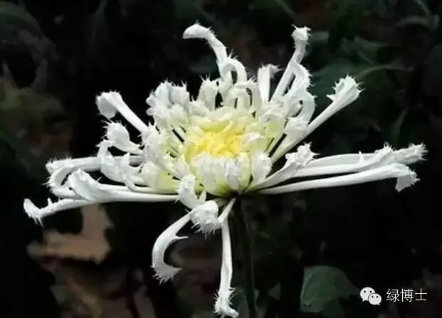 毛刺型  舌状花平瓣,匙瓣或管瓣,1至多轮,瓣上密生毛刺,盘状花.