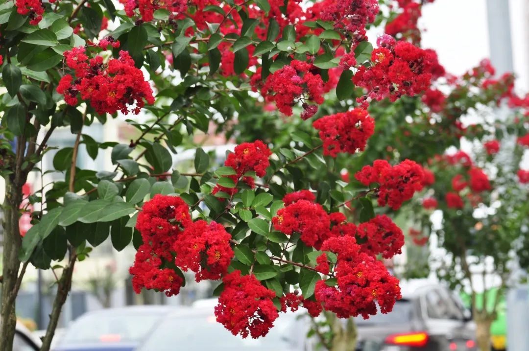 环城东路隔离带插种了花灌木紫薇,为隔离带"彩化"添加了浓墨重彩的一