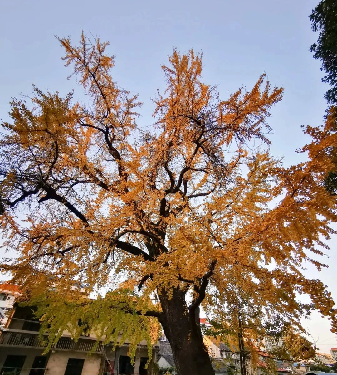 干巷学校银杏大道