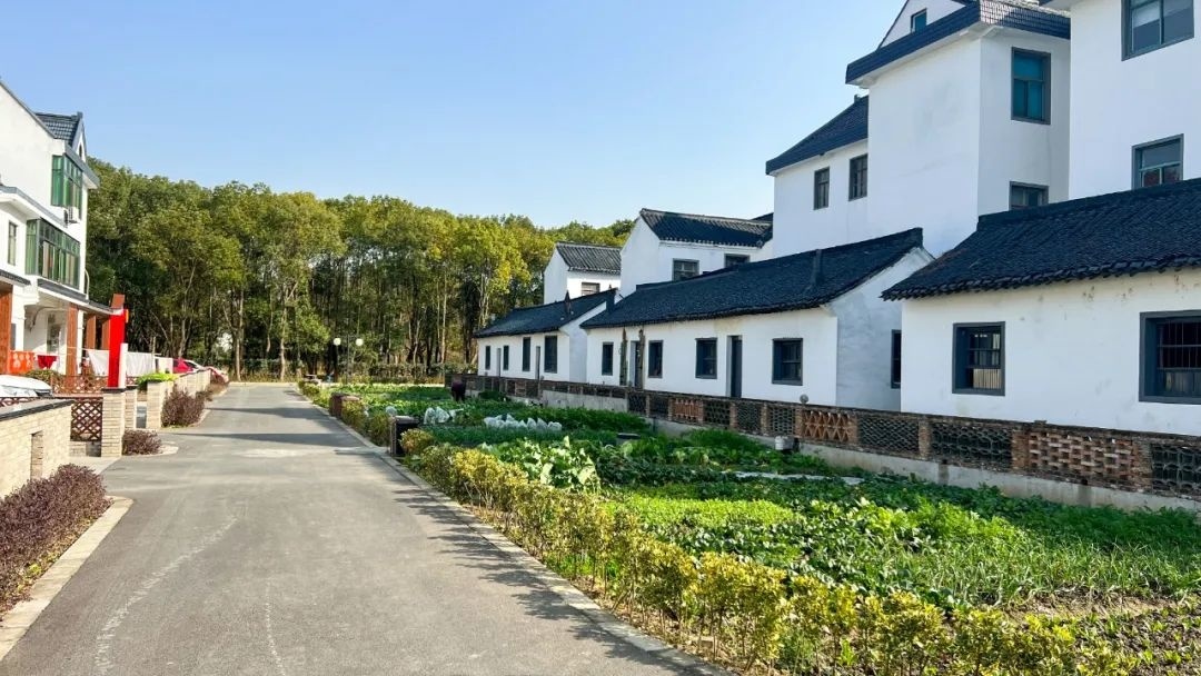 来金山张堰百家村开启你的冬日游玩之旅吧