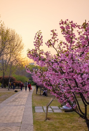 山东好景济南森林公园春花烂漫