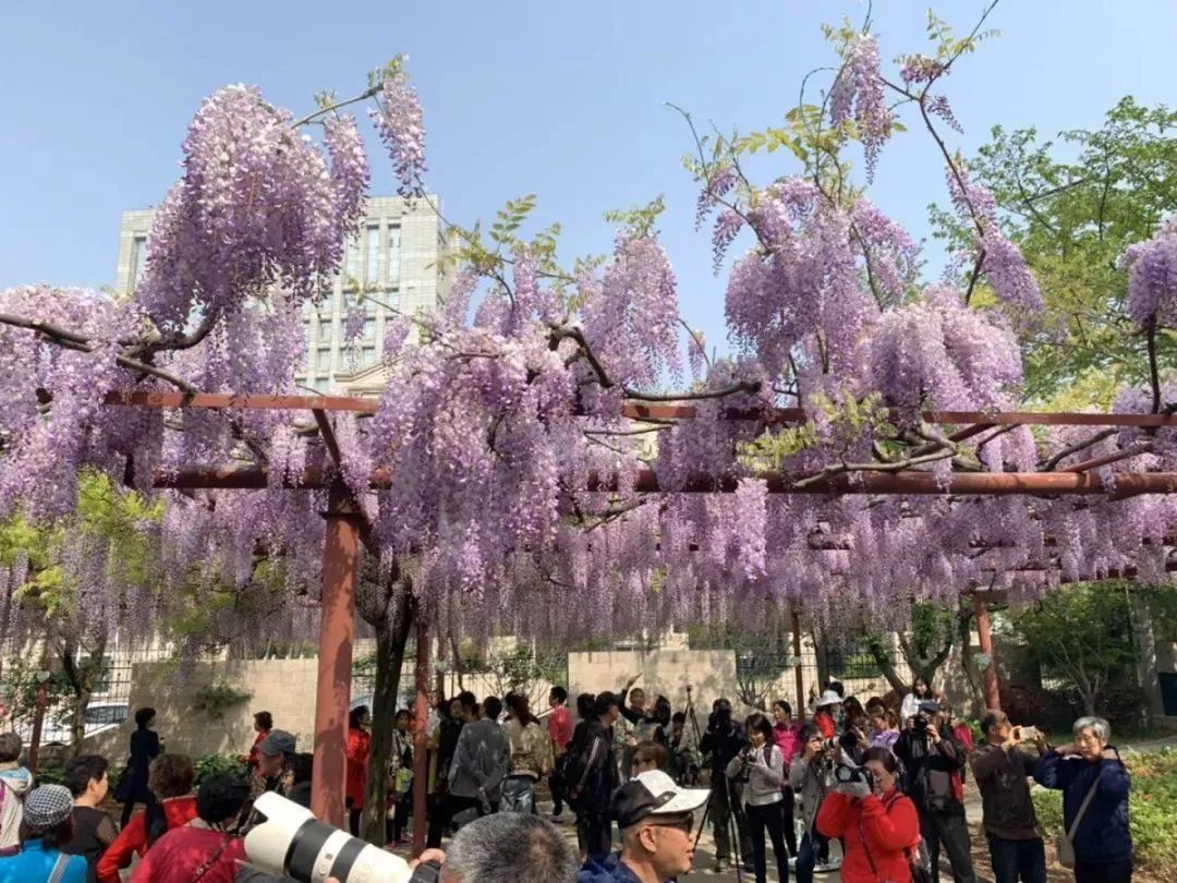 嘉定紫藤园始建于1997年,为了纪念嘉定区与日本冈山县和气町开展友好
