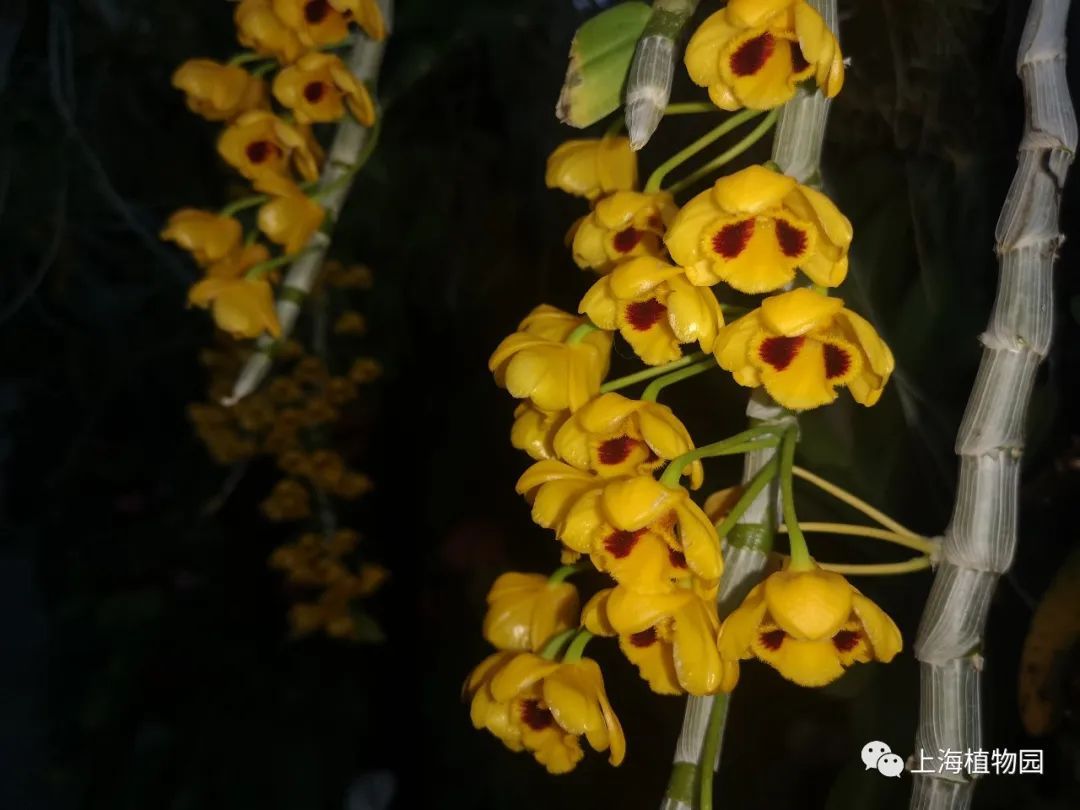 石斛植物迎来花期云赏一波它们的颜值