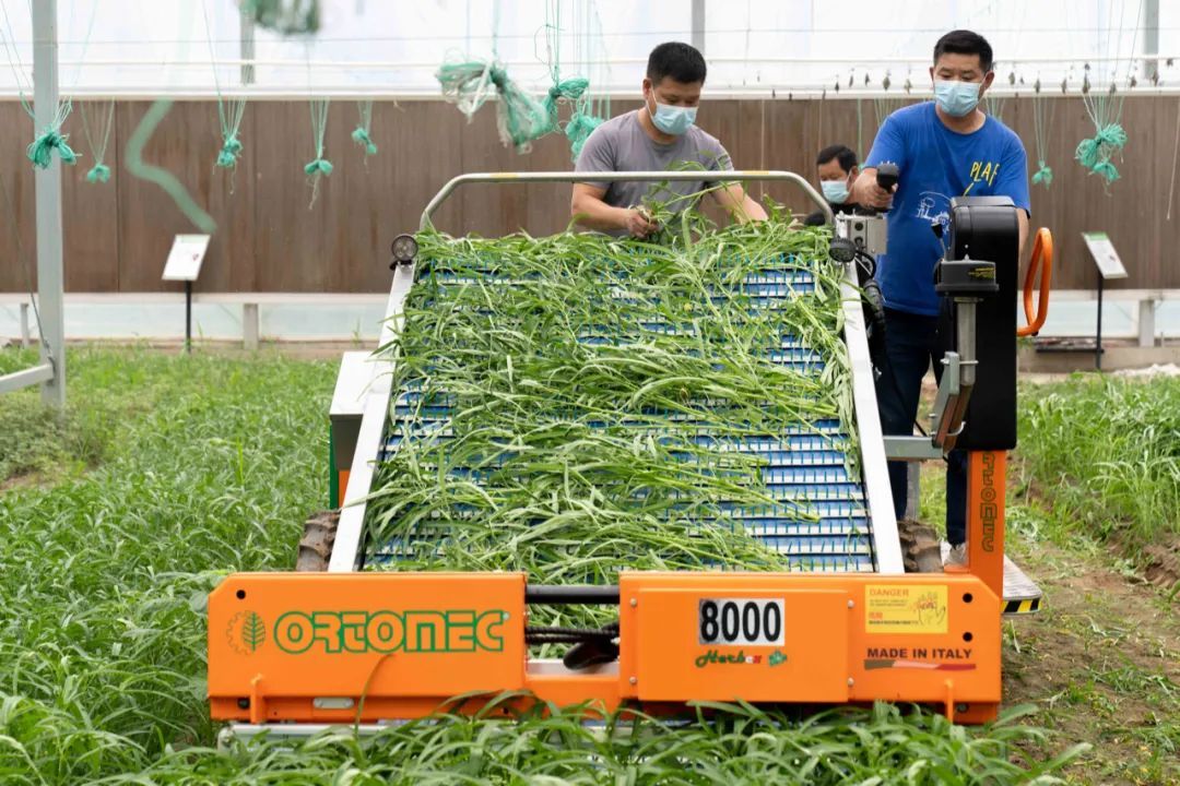 合作社负责人王魁告诉记者,这台自动蔬菜收割机是从意大利进口的,专门