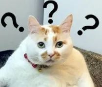 “京东白条”出APP了？假的！别用！真假APP这样鉴别→（京东白条买东西是正品吗）