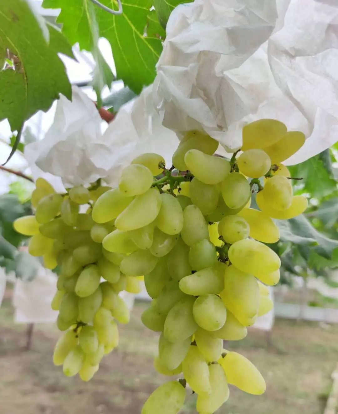 萄气值★★★★☆ 金手指 葡萄中的贵族:金手指 这个品牌颜色和青提