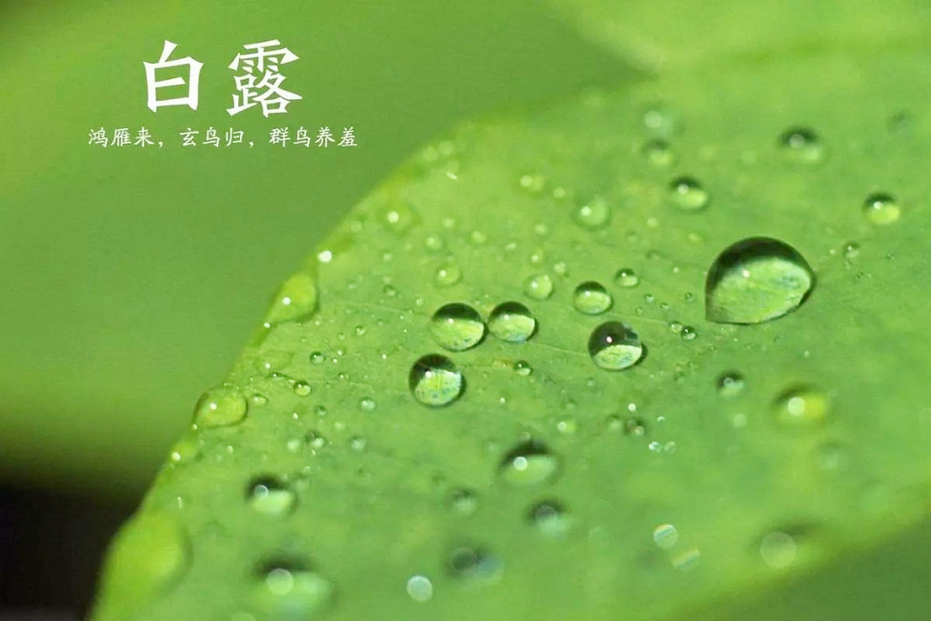 清风明月,夜凉如水 蒹葭苍苍,白露为霜 点染出这一时节的独特韵味