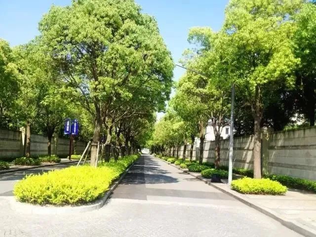 春光路(金都路—申旺路)  特色树种:香樟