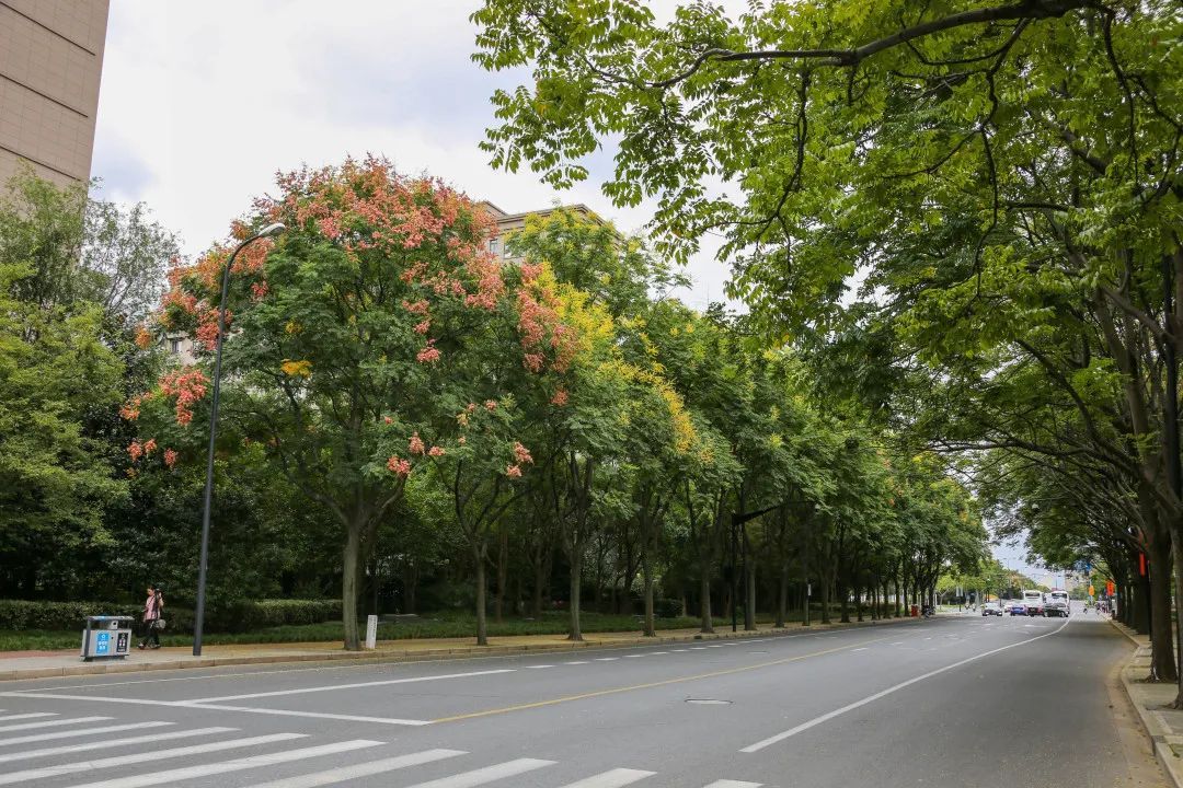 申城栾树进入花期,来徐汇这条道路欣赏一树一树的花开吧!