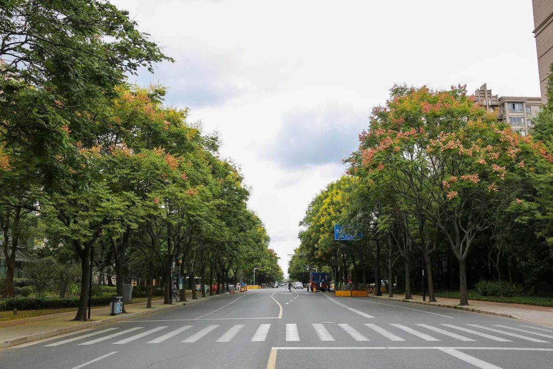 申城栾树进入花期,来徐汇这条道路欣赏一树一树的花开吧!