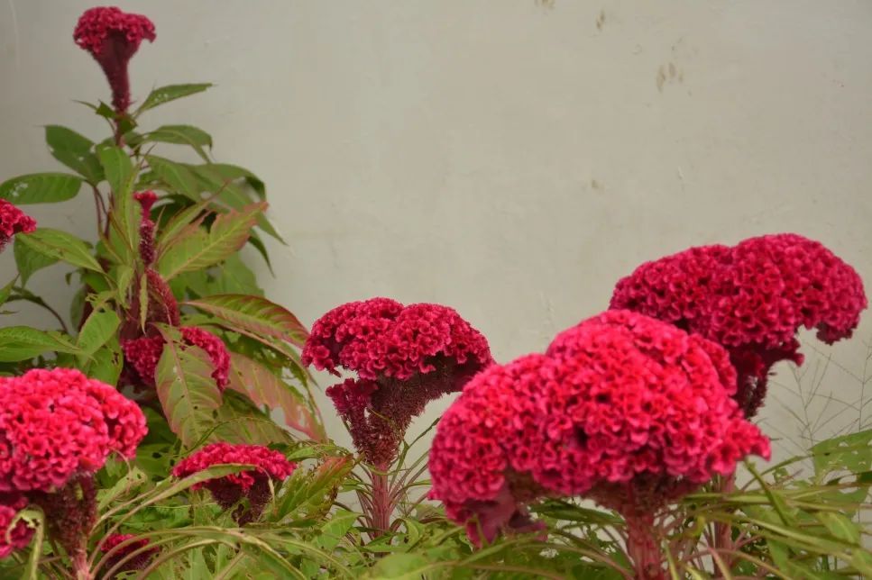 来东庄,游村红野绿赏姹紫嫣红吧