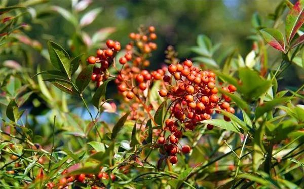 上海动物园收获"秋天的馈赠",累累秋果挂满枝头