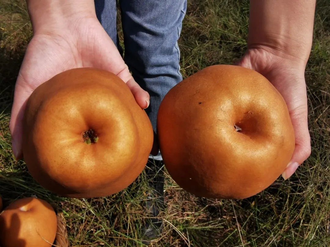 金山金果梨能吃出"四种味道",你尝过吗?