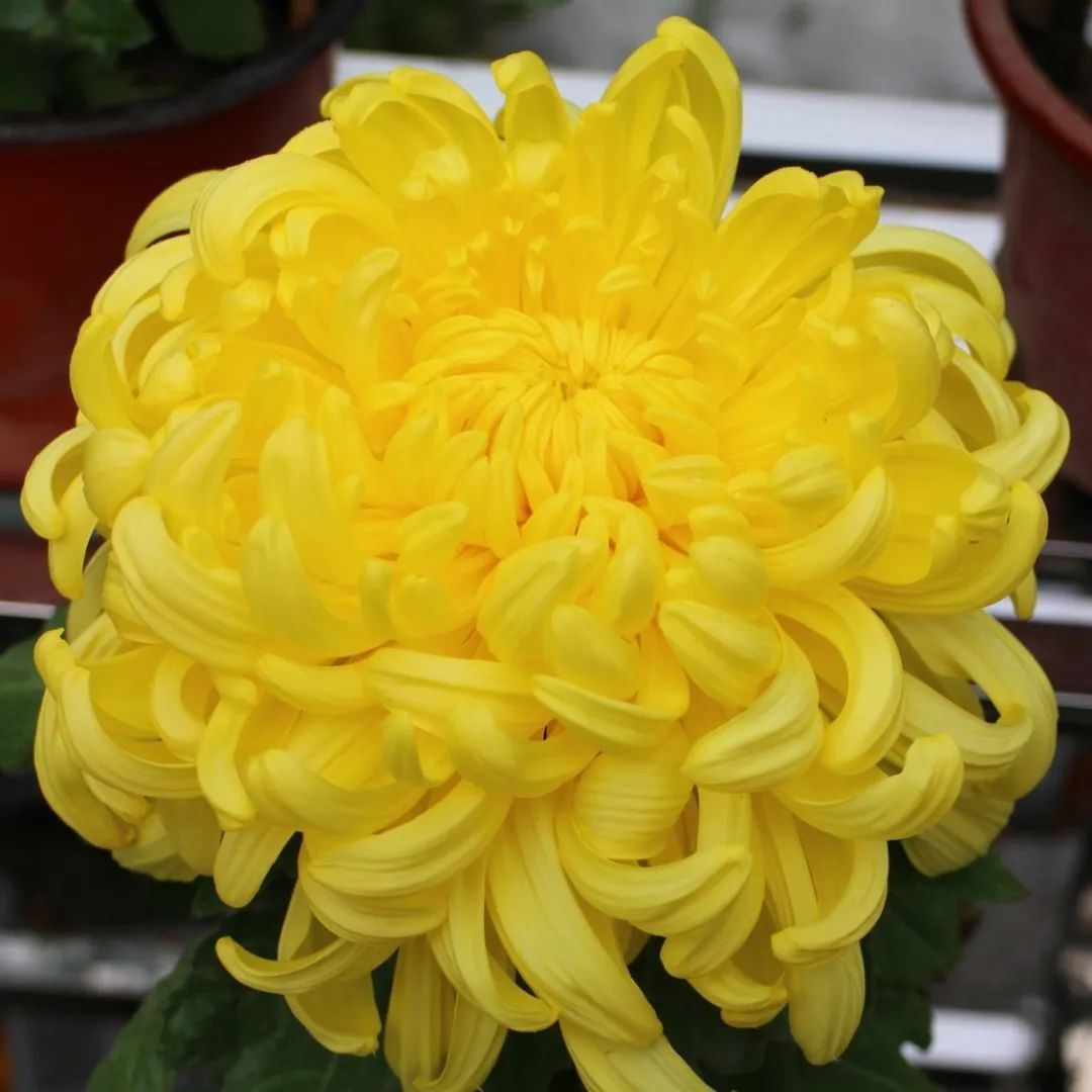 普陀菊花展今起惊艳亮相,今年最有看头的是