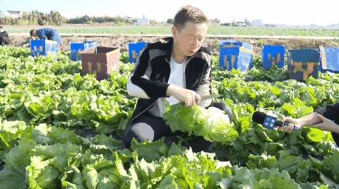 亩产2吨,占领上海市场80%!沪上最大结球生菜基地开始采收!