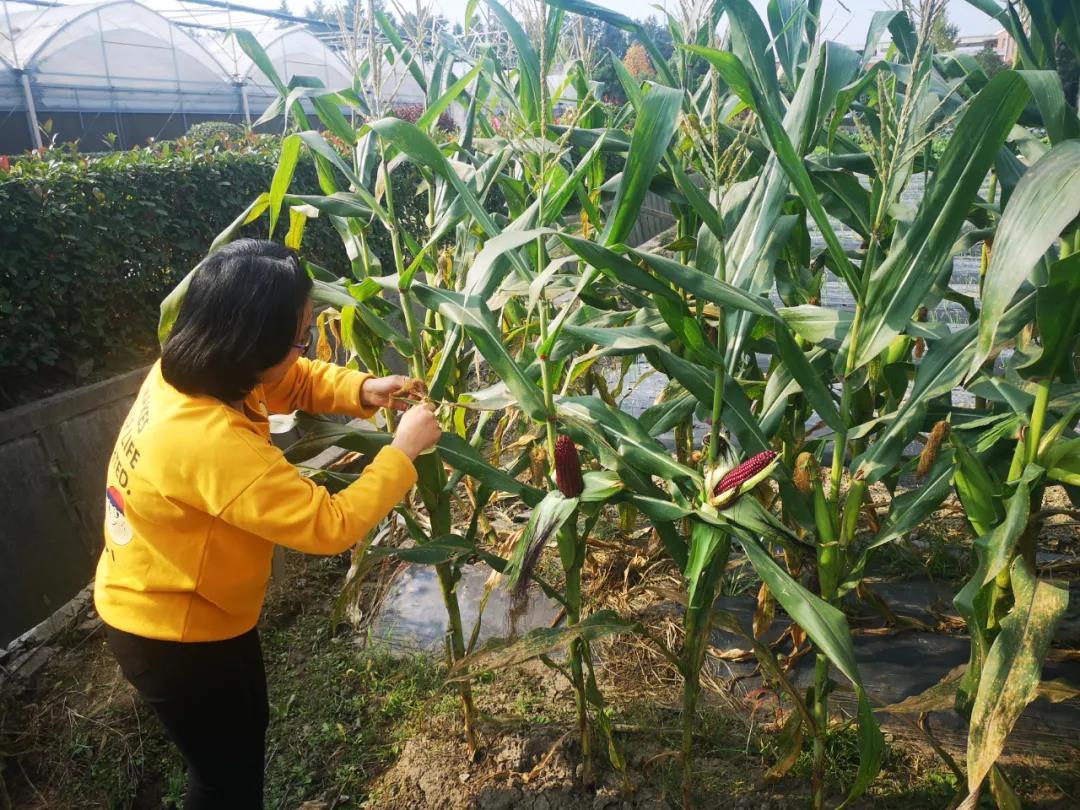 香甜软糯,好吃不胖,嘉定产"沪红糯一号"玉米将走上餐桌