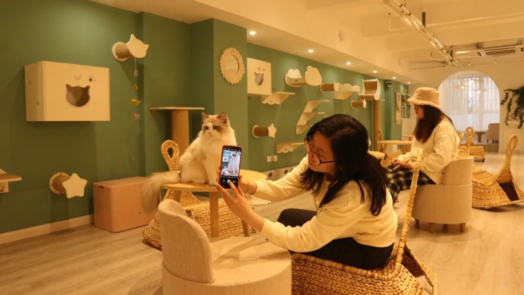 长宁这里的"撸猫体验馆",成为爱猫人士追捧的"圣地"!
