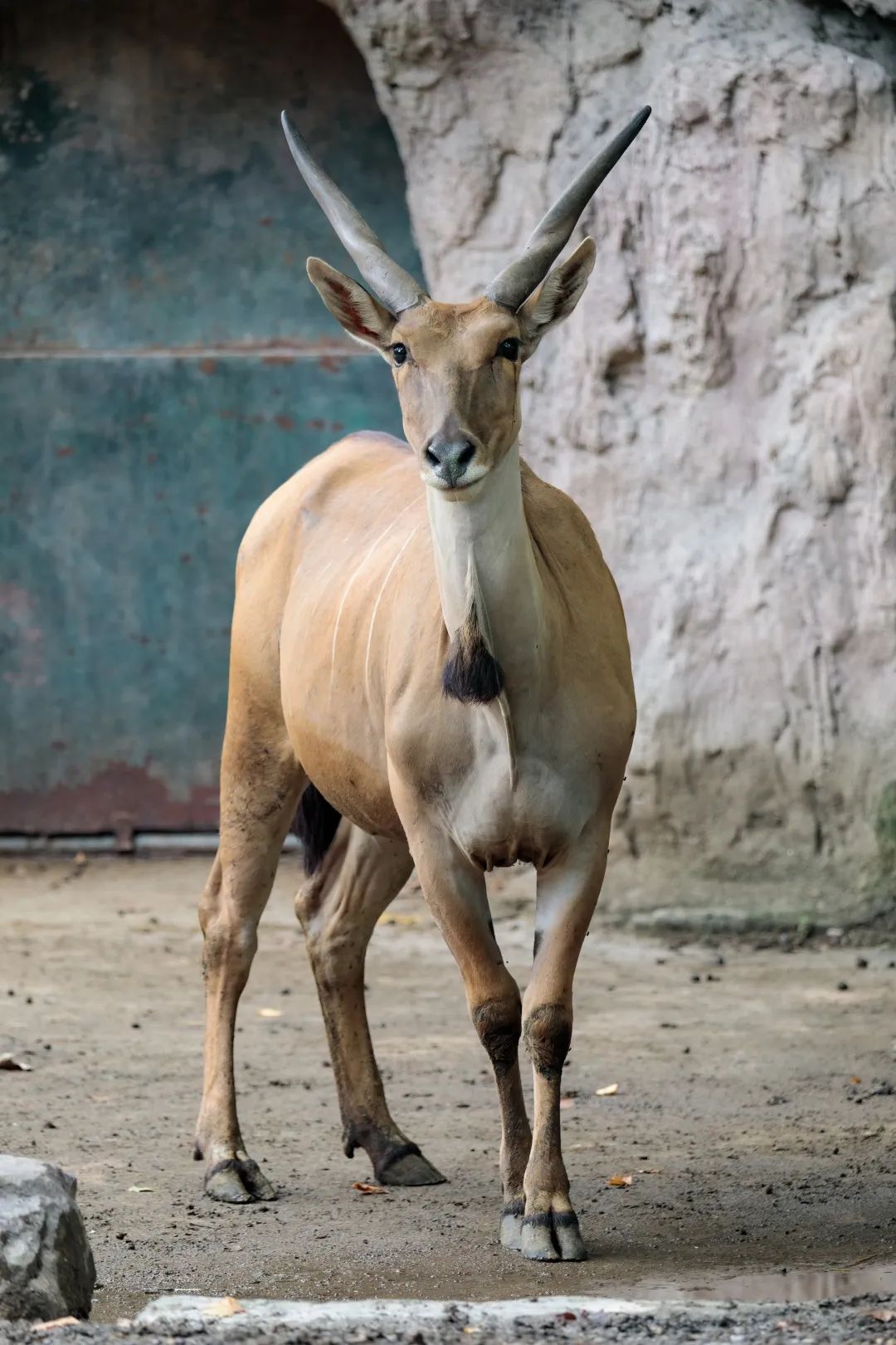 牛年来识牛,上海动物园的牛牛们带你"牛"转乾坤(答题还能赢门票)【爱