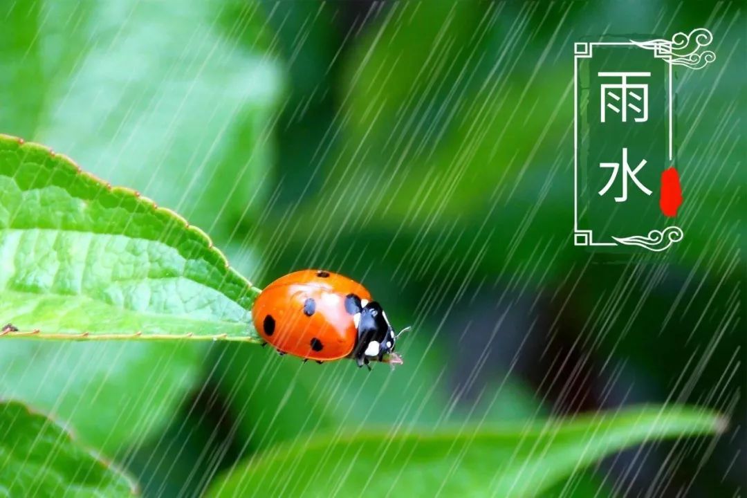 雨水節氣:關於春雨的10首詩詞,一起來品讀!