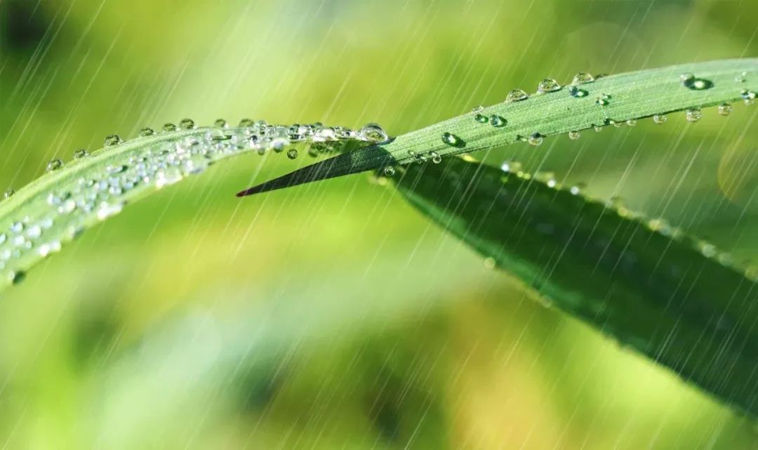 春雨电脑壁纸图片