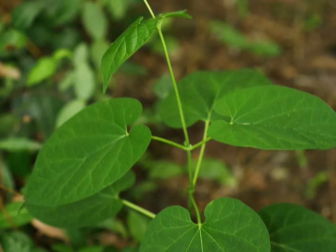 牛皮消 摄于上海天马山