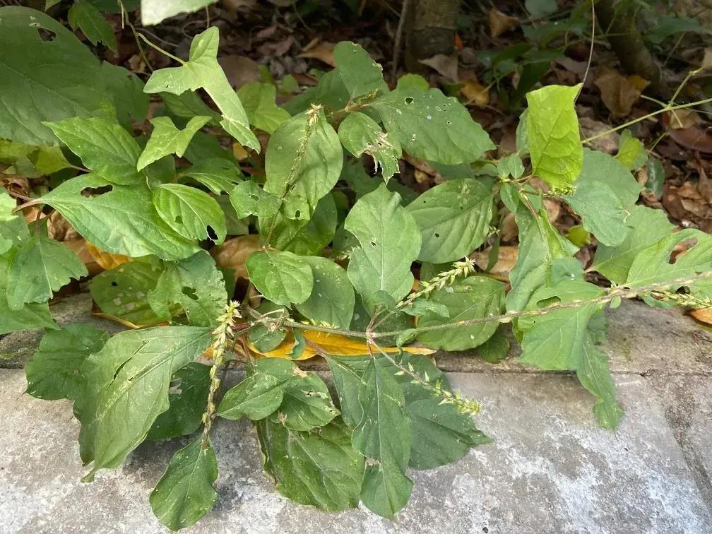 禾本科穇属一年生草本,多生于荒芜之地及道路旁.花果期6-10月.