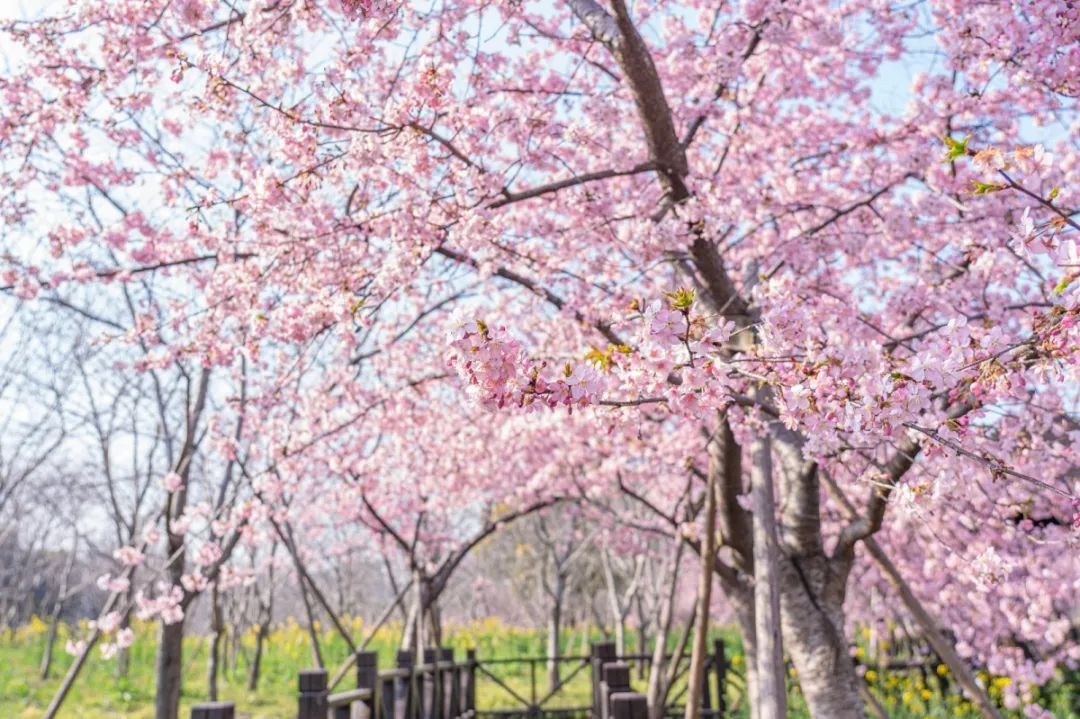 魔都的樱花林已快要开成海了!奉上最新顾村公园樱花靓照!