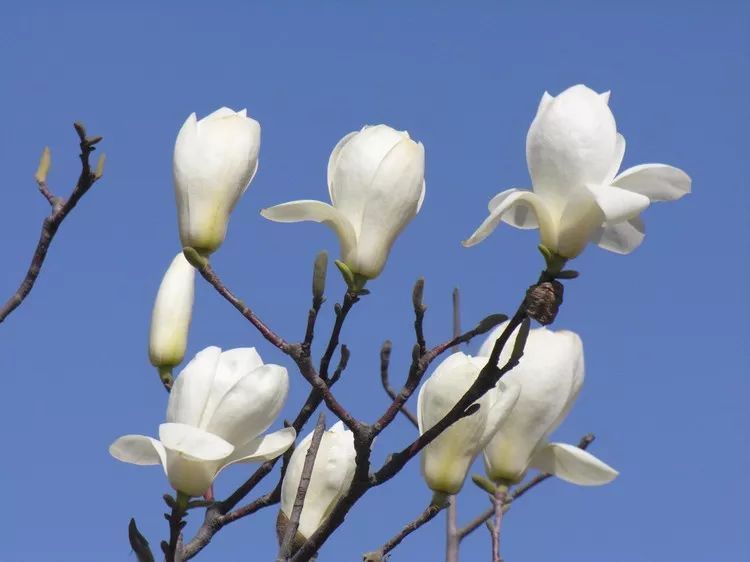 白玉蘭,望春玉蘭, 二喬玉蘭,紫玉蘭以及廣玉蘭, 那麼這麼多玉蘭品種