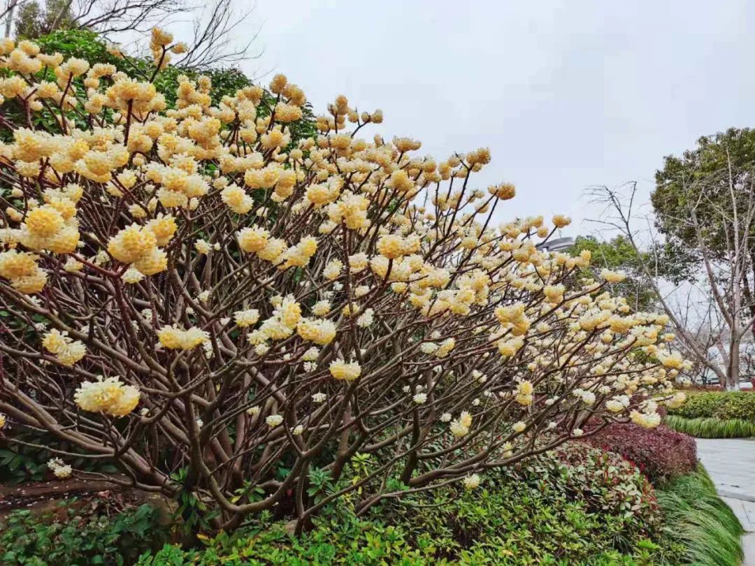 09  结香  花开又一年,  同心巧结香.