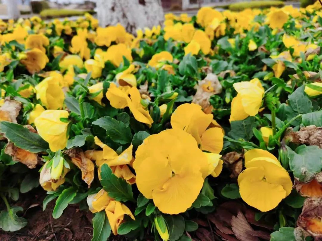 身边的花博丨在崇明你常见到的这些花,背后的花语让人惊喜!