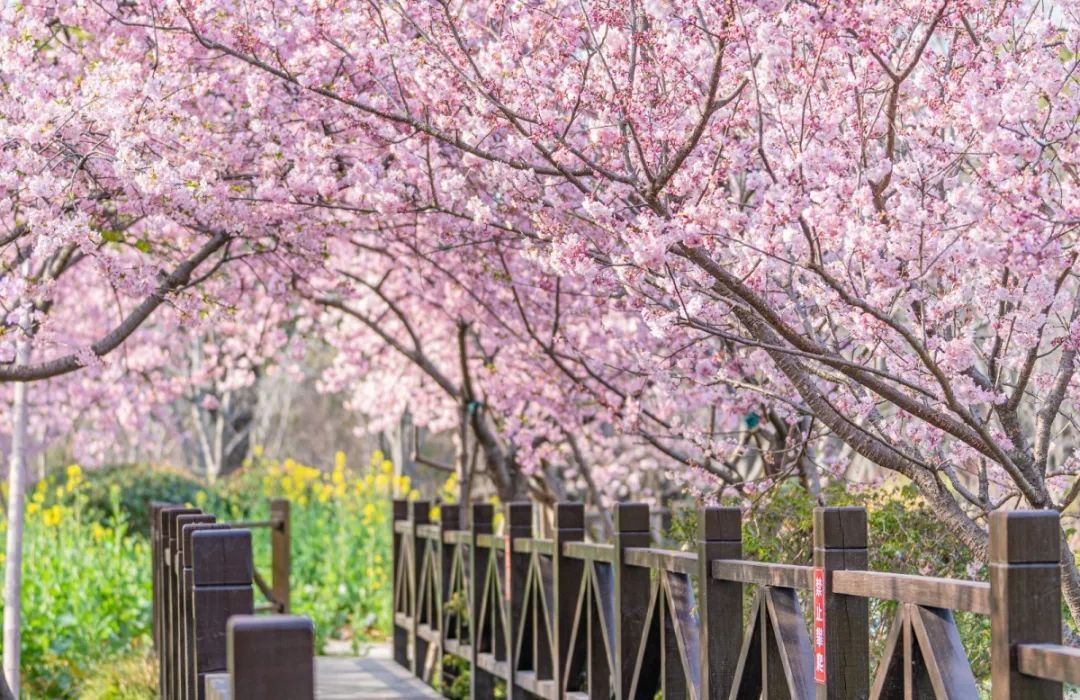 送福利啦14万余株樱花将开成遮天蔽日樱花海2021上海樱花节开幕附上最