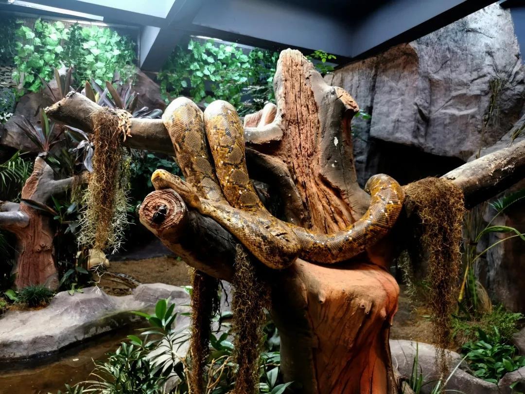 广州动物园-蛇图片浏览-广州动物园-蛇图片下载 - 酷吧图库