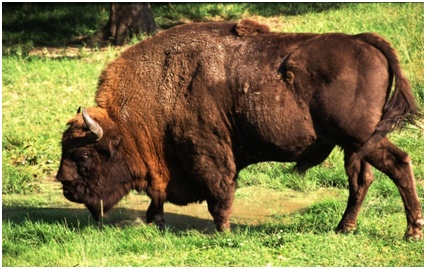 欧洲野牛变成中国野牛图片
