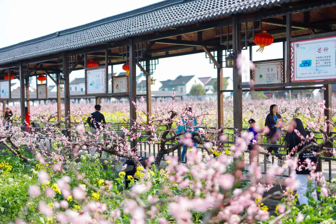 吕巷水果公园核心区蟠桃园内,  淡红色的蟠桃花浓密且优雅,  远推似