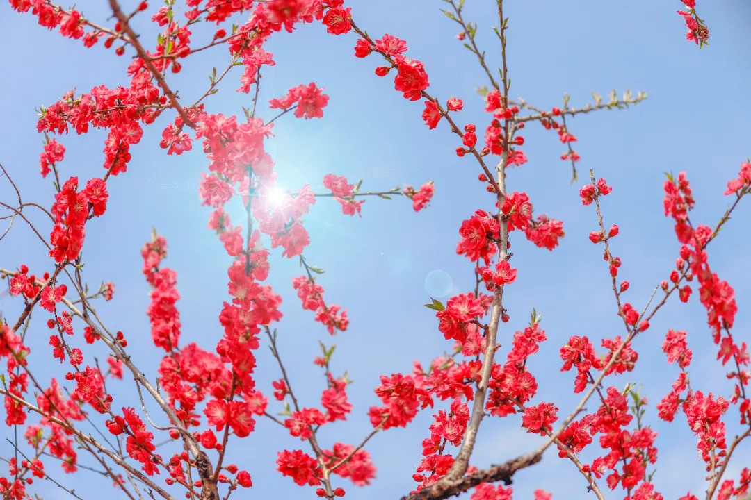 桃花灼灼!金山这处桃源秘境,等你来赴约!