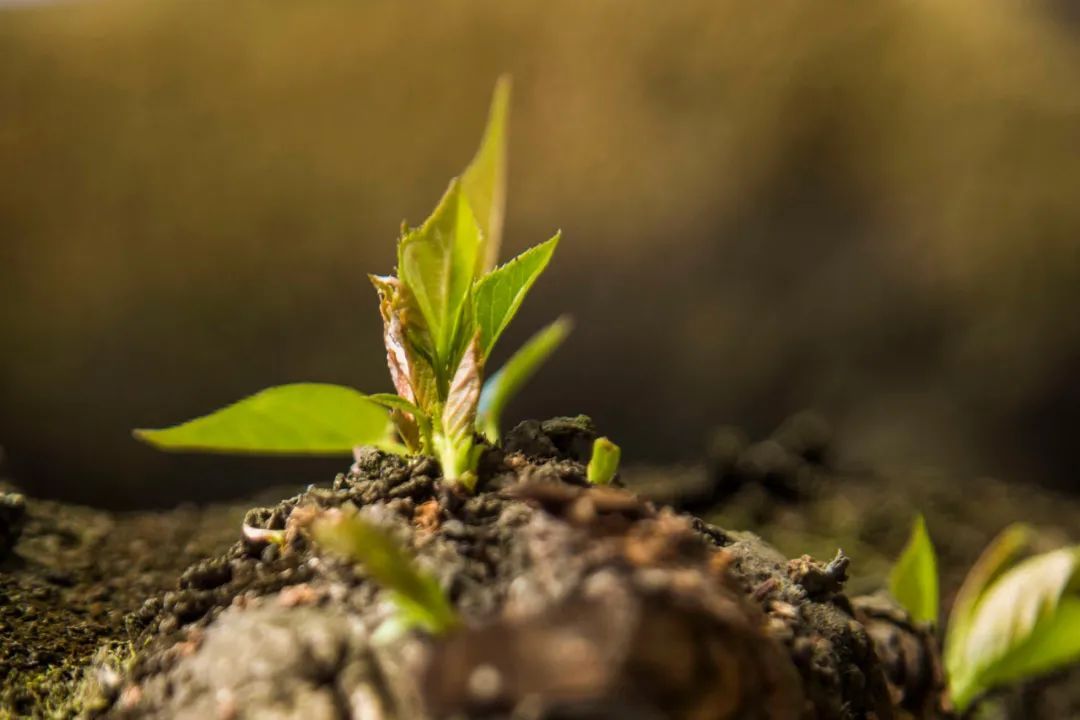美好食间|春分:不知不觉春过半