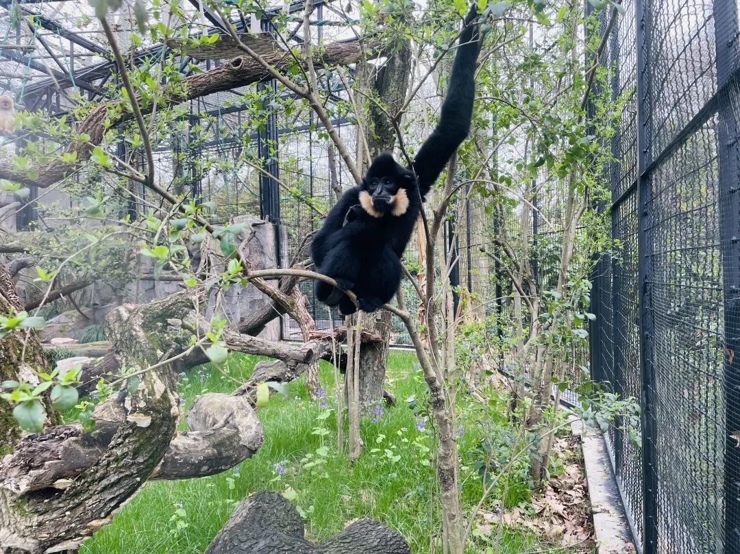 動物園裡來賞花,看看哪一對最搭