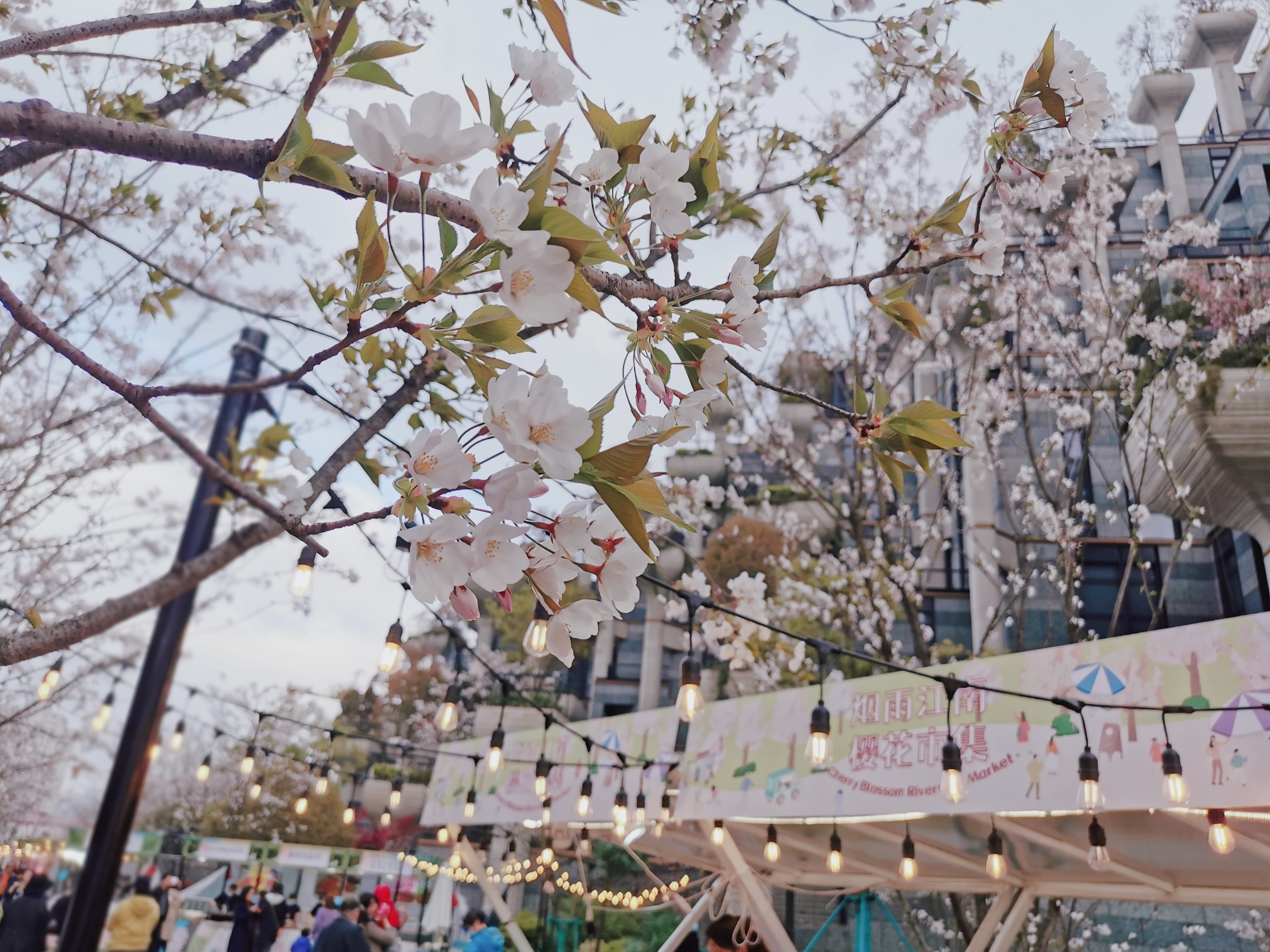 浪漫樱花不负春光,这个苏州河畔的网红市集化身居民打卡地!