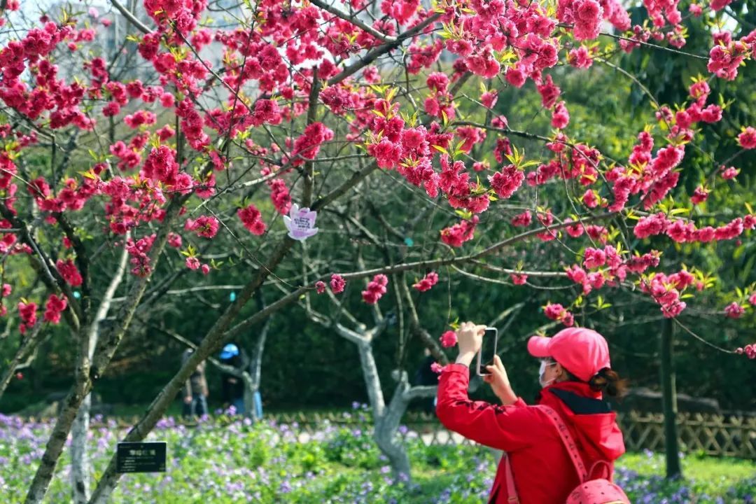 21上海 国际 花展即将开幕 互动体验感增强