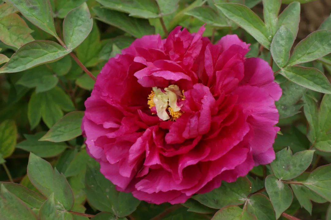 花王!近千株盛放,等你